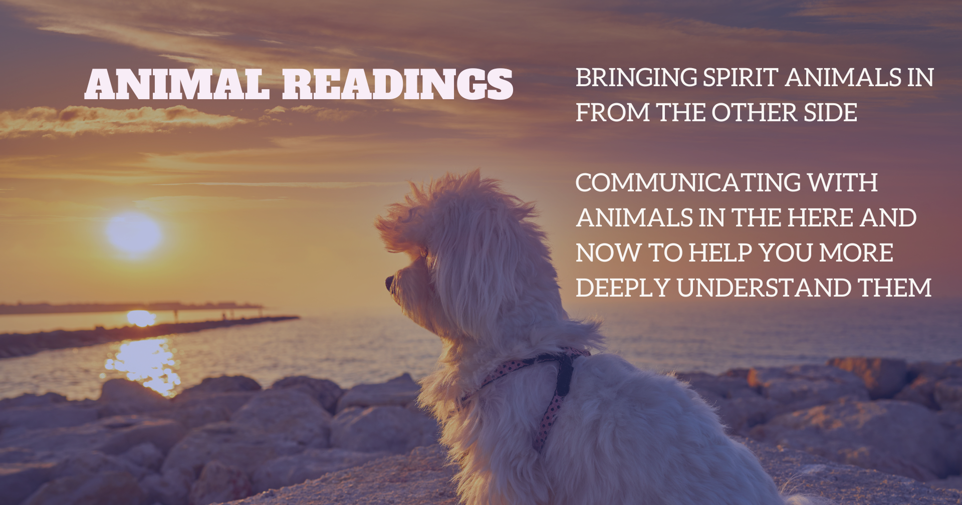 Animal Readings